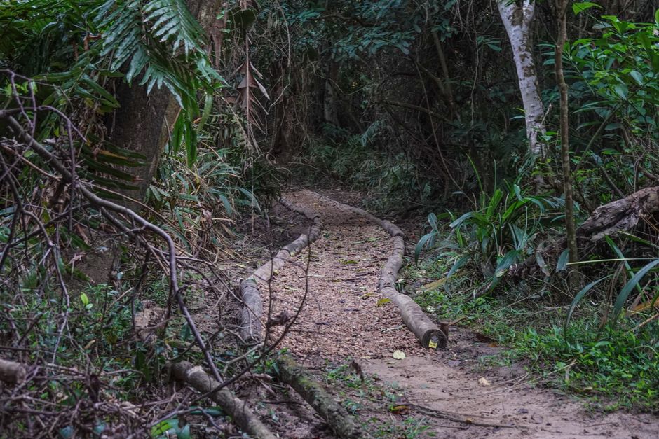wallis brazilian trail