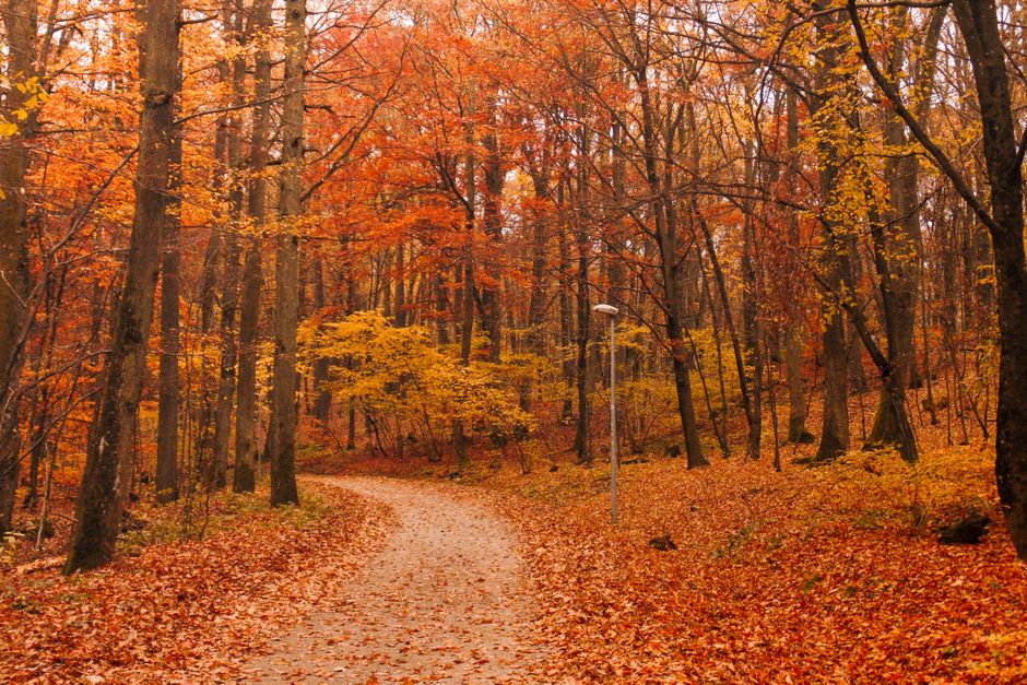 autumn
