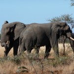 Auf einer Safari im Krüger Nationalpark. Foto: Janine Grab-Bolliger / Bearbeitung: Joujou  / pixelio.de
